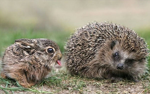 rabbit-hedgehog.jpg