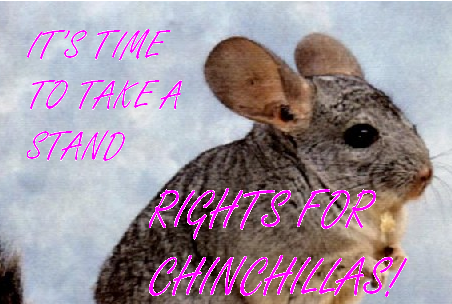 chinchilla_rights.png