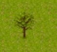 birch_tree_2d.jpg
