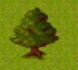 oak_tree_2d.jpg